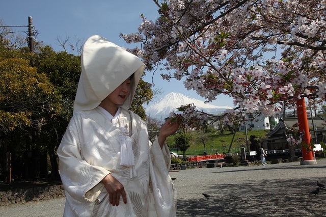 浅間大社の白無垢花嫁、桜と富士